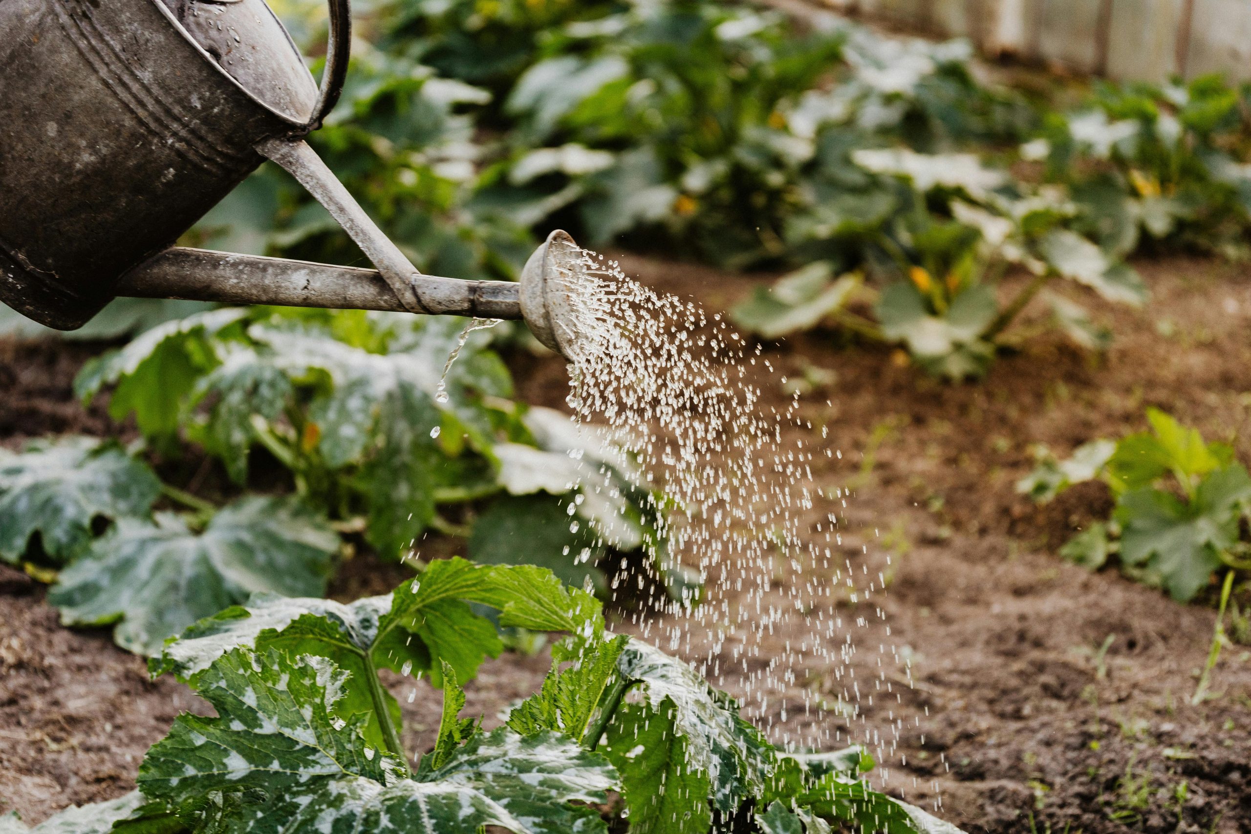 Water dumped on flower garden