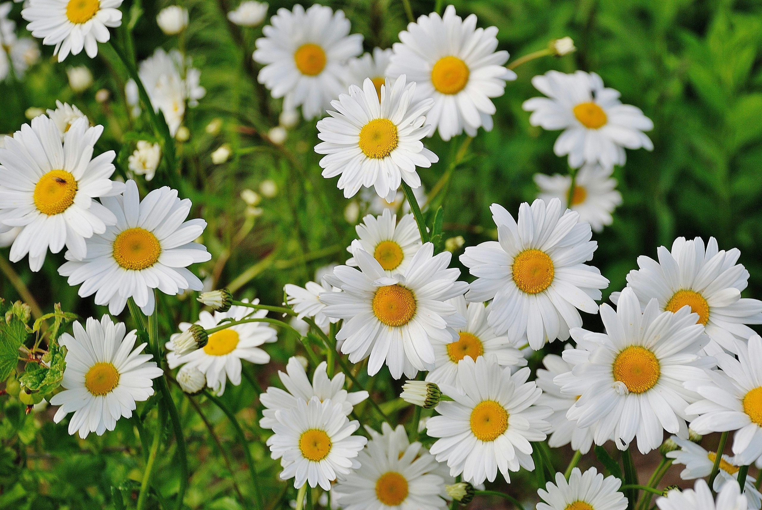 flower garden
