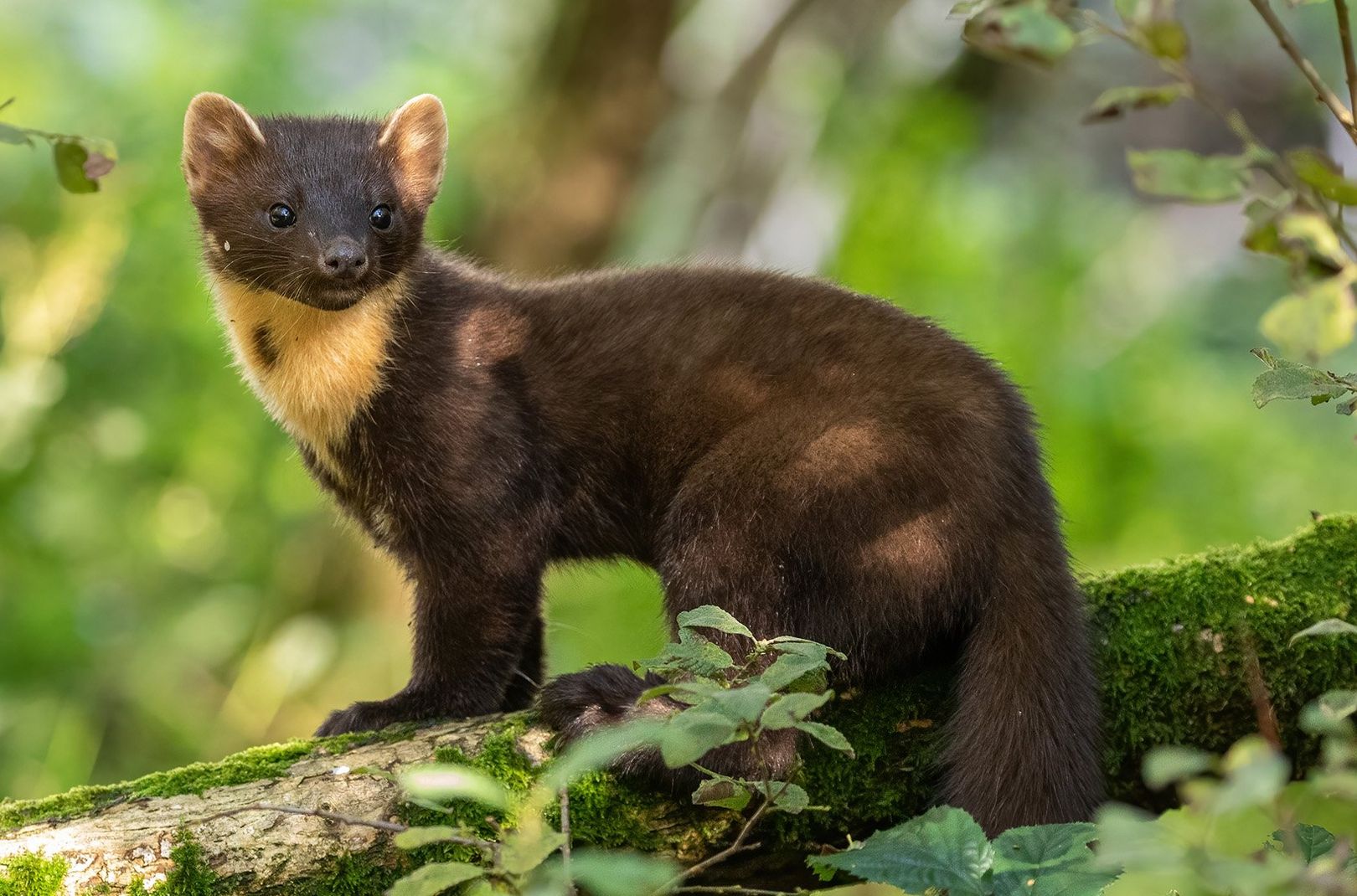 Animal in the wilderness that you will see while camping