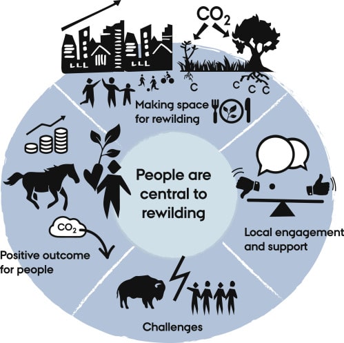 The rewilding process including animals and humans