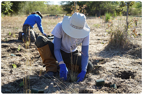 Rewilding an area of land to provide nature-based healing